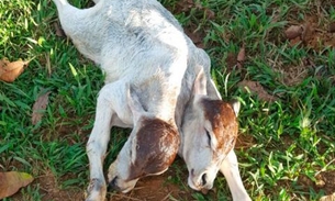 Bezerro nasce com duas cabeças no interior do AM 