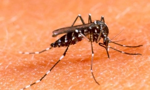 Infecção de mosquitos com bactéria pode reduzir transmissão do Zika, diz Fiocruz