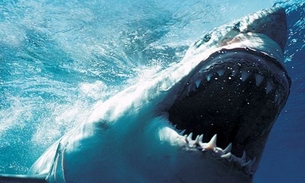 MEG/ Filme sobre tubarão pré-histórico ganha data de estreia