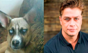  Veja galeria com cachorros que são a cara de famosos