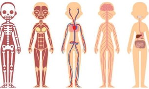 5 partes do corpo humano que não servem pra nada