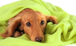 Saiba se seu cãozinho está realmente com frio e como protegê-lo