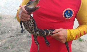 Filhote de jacaré é capturado na praia da Ponta Negra