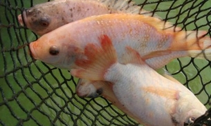 MPF coloca anzol no projeto de produção de peixes exóticos no Amazonas 
