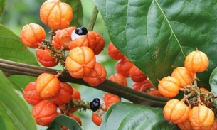 Setor de bebidas amplia investimentos em Manaus