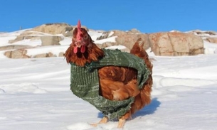 Homem dá volta ao mundo acompanhado de uma galinha