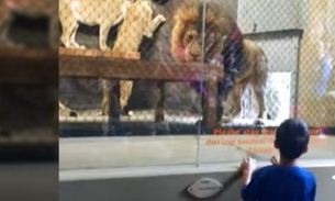 Leão tem rabo mutilado durante apresentação em zoológico 