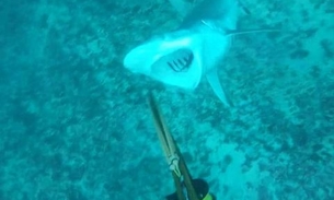 Homem é atacado por tubarão e sua câmera registra tudo