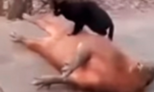   Gato é flagrado fazendo massagem em capivara e viraliza na web
