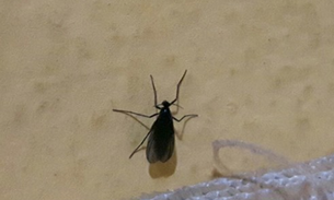  Manauaras se intrigam com surto repentino de mosquito  