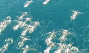 Drone filma sereias nadando em alto mar. Vídeo