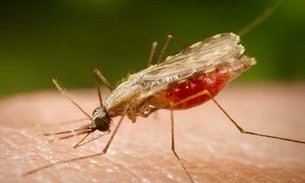 Casos de malária registram 30% de quedas no Amazonas 