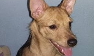 Família oferece recompensa por cadela perdida