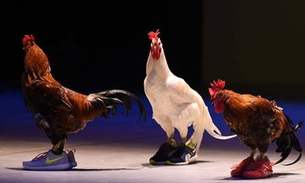  Sesc é multado por peça de teatro com galos usando tênis