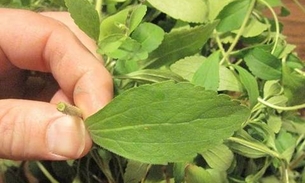 Quer lagar o cigarro? Esta planta tira a vontade de fumar instantaneamente