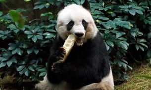 Morre Jia Jia, a ursa panda mais velha do mundo 