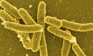Pesquisa investiga ciclo infeccioso da bactéria da Salmonella para descoberta de novos tratamentos