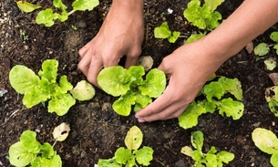 Minicurso de  Jardinagem e Paisagismo oferece vagas para turno da tarde