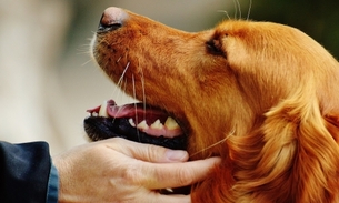 Animais de estimação tem acesso livre em hospitais após votação de deputados do Paraná