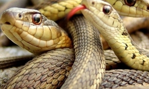 Polícia encontra 120 cobras vivas em ônibus no Vietnã  