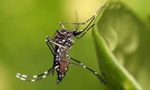 Dia D de Combate ao Aedes acontece neste sábado em Manaus 