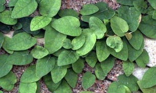 Unha de gato é  analgésica, anti-inflamatória,  antitumoral, antiviral 