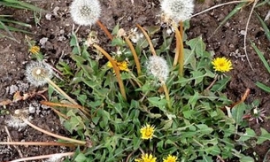   Vitaminas A, B6 e C. Tudo isso  no 'amor de homem'