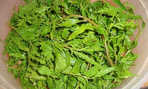 Mastruz é  vermífuga, expectorante, cicatrizante e antiviral