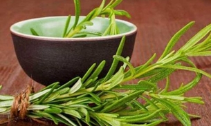 Conheça os benefícios do alecrim para a saúde  