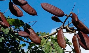 Cicatrizante e tônico, Jucá é útil contra infecções