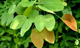 Erva medicinal conhecida como 'Pata-de-vaca' é usada no combate ao diabetes 