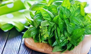 Chá de Alfavaca ajuda eliminar o estresse