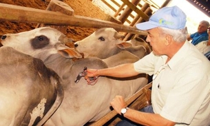 Produtores devem notificar vacinação do rebanho até quinta-feira 