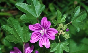 Malva da Índia combate inflamações intestinais