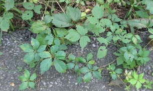 Hera, planta religiosa e medicinal