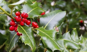 Azevinho combate problemas do fígado