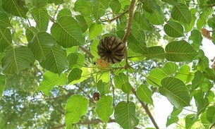 Casca da planta 'Assacú' pode ser usada contra furúnculos   