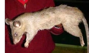 Bebê é devorado vivo por rato gigante 
