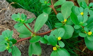 Beldroega pode ser usada como laxante natural e anti-inflamatória