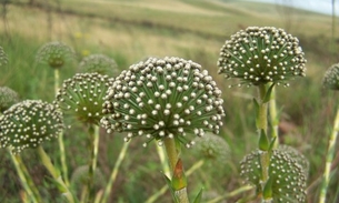 Conhecida como 'Sempre-viva', planta ajuda no tratamento de doenças cardíacas