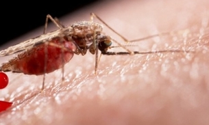 Em Manaus, casos de malária são reduzidos em 100%