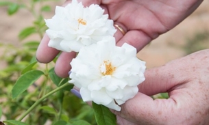 Rosa Branca pode ser usada como calmante