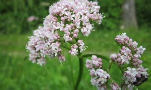 Chá de Valeriana garante sono tranquilo