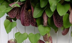 Chá de 'Jarrinha' pode ajudar na cura de infecções urinárias 