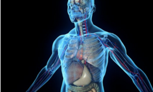 Cientistas descobrem novo órgão no corpo humano