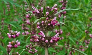 Com fama de 'cura tudo', conheça os benefícios do Macaé