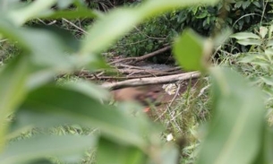 Corpo em avançado estado de decomposição é achado na Zona Oeste de Manaus 