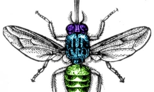 Picada de mosca deixa as vítimas em sono profundo; entenda
