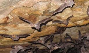 Espécie de morcego pode se alimentar de sangue humano no Brasil