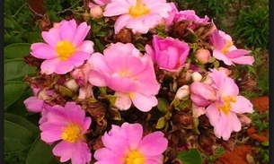 Rica em proteínas, conheça ingrediente natural para combater anemia